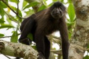 Spider monkey : 2014 Uganda